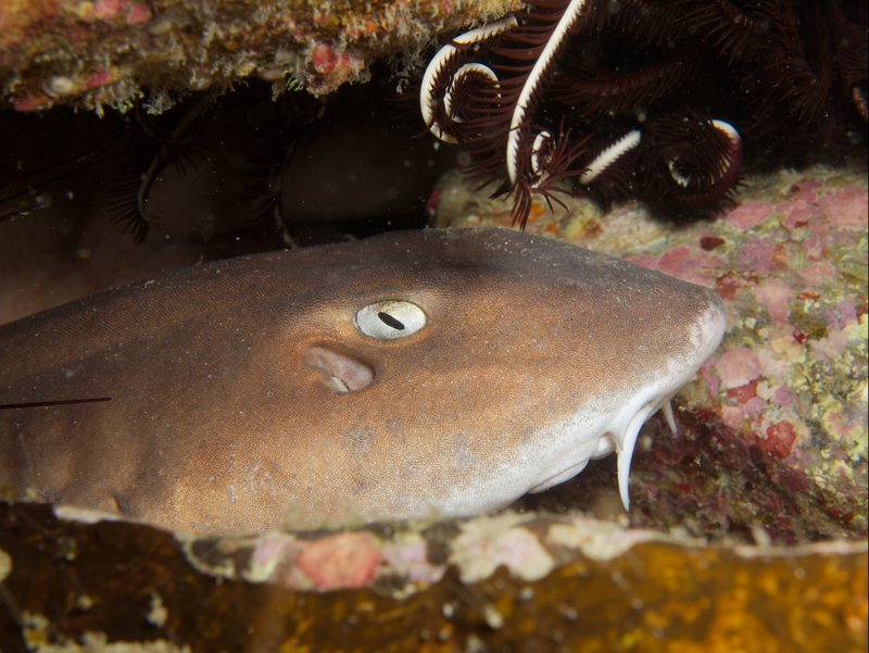 Bamboo Shark